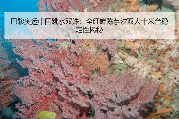 巴黎奥运中国跳水双姝：全红婵陈芋汐双人十米台稳定性揭秘