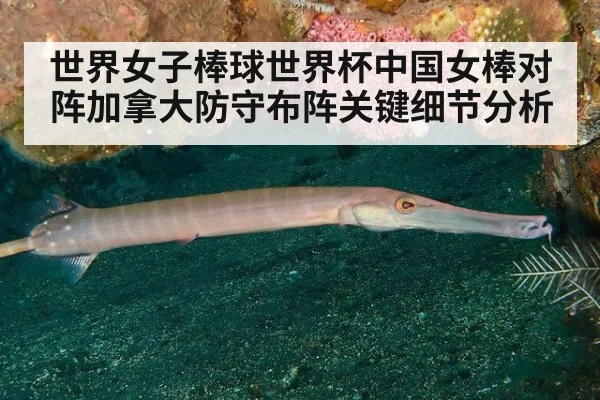 世界女子棒球世界杯中国女棒对阵加拿大防守布阵关键细节分析